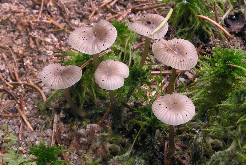 Mycena vulgaris